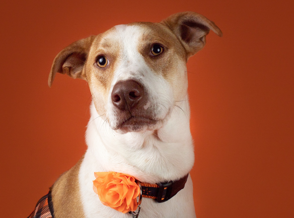 https://medicine.okstate.edu/site-files/images/wellness/petes-pet-posse-headshots/annie-headshot.png